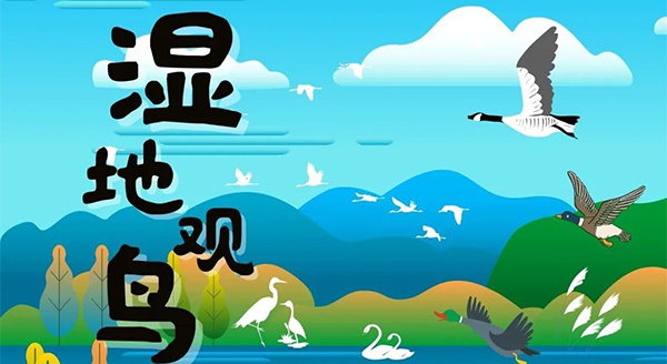 【独立观鸟一日营】走进白马湖湿地，一路来探寻鸟儿的奥秘